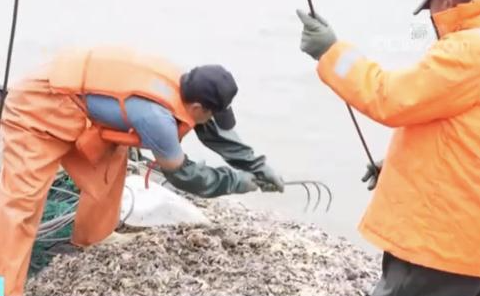 这地海星泛滥成灾！找网友帮吃光可行吗？