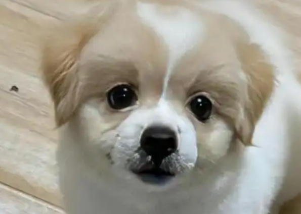 把爱狗人士架在火上烤！成都一小区对流浪狗的方式