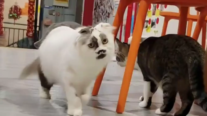 猫咪因长的像表情包而走红，网友：以为是抽象，结果它真长这样