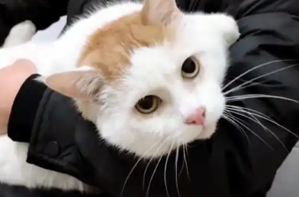 陪伴主人10年的宠物猫，无故被丢在路边，它还在等主人接它回家