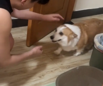 柯基拆家，男子温柔的叫柯基过来，又严肃的拿着残骸质问柯基