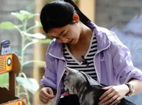 “它经济”迈向品质生活 创业者为“毛孩子”定制新日常