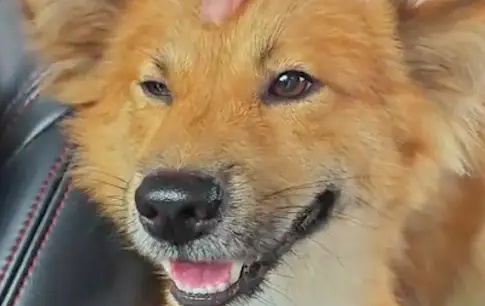 主人要搬家了，收养的流浪狗以为自己又要被遗弃！