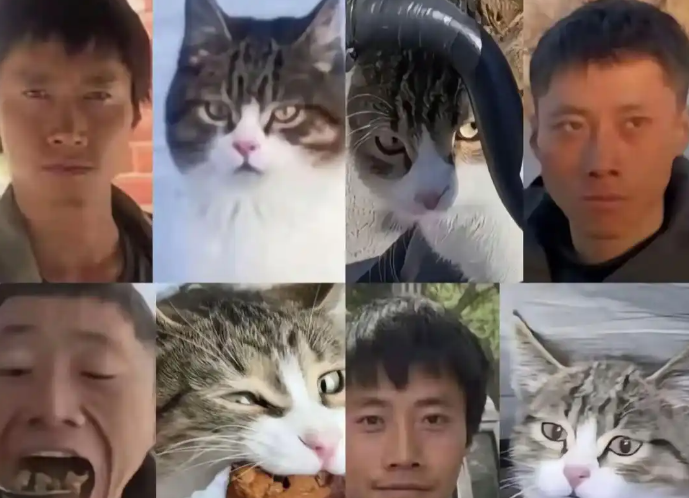 流浪猫“悟空”之死：关于生命、流量与公共伦理的现代寓言