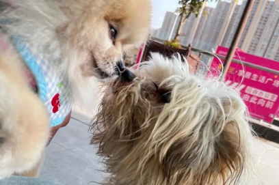 骨瘦如柴的流浪狗，面对家犬的反应看着心疼，狗：我也想和你一样