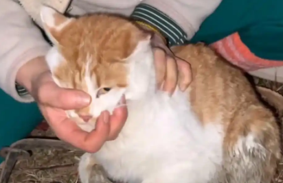 流浪猫的腿被捕兽夹夹住，它强忍疼痛和人类求助，猫：求您帮帮我