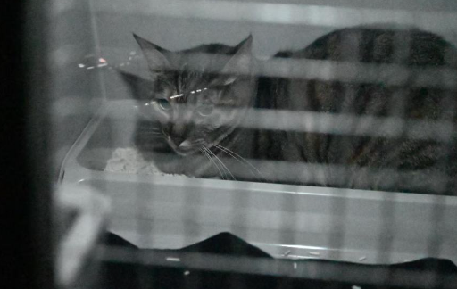 宠物托运需办哪些手续？途中出现不适怎么办？