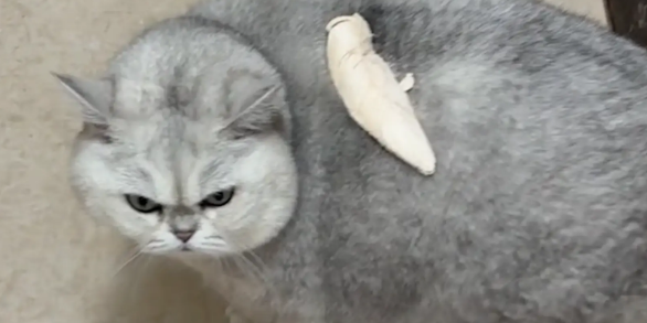 男子给胖猫咪扔食物，却扔到了猫背上