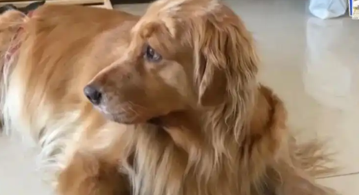 八旬老人被邻居金毛扑倒致死，赔付40余万