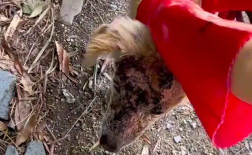 流浪狗遭村民开水泼烟头烫，连长相都看不清了