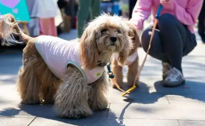 沪上滨港商业中心今潮8弄升级为 “宠物友好街区”