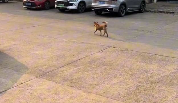 男子投喂狗子，喂食前后两幅面孔！