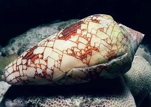 男子捡了一颗漂亮海螺各种摆弄 网友直呼太无知 手握死亡