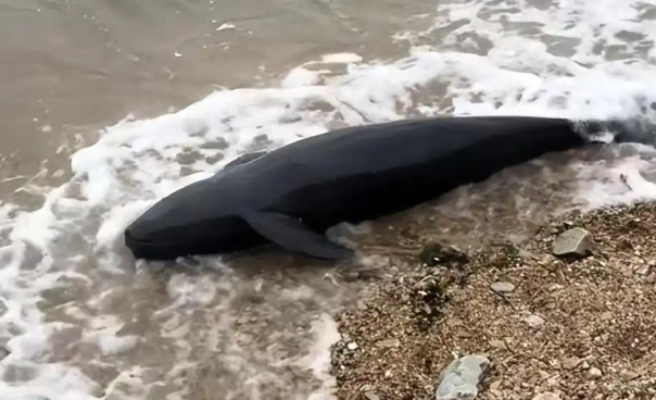 2米长海豚疑搁浅大连海滩死亡