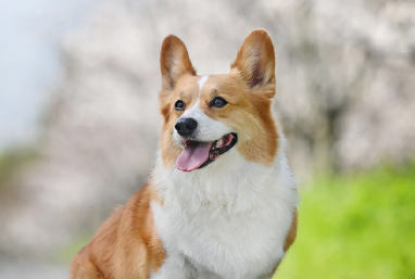 宠物行业发展动能强劲，板块投资机遇值得关注