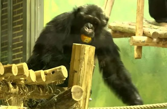 女子被禁止进入动物园，只因“爱上”黑猩猩”