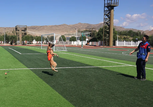 “蓝汪汪”养成计划丨搜救犬“麒麟”前来报到！