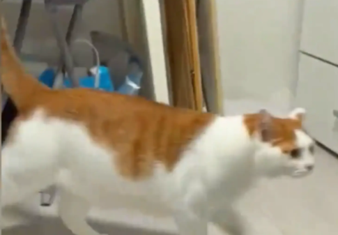 猫咪掉毛，女子吐槽了几句，结果猫咪趁其不备创了女子