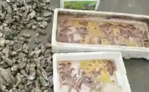 外来海星入侵青岛！不到4天被抢到断货