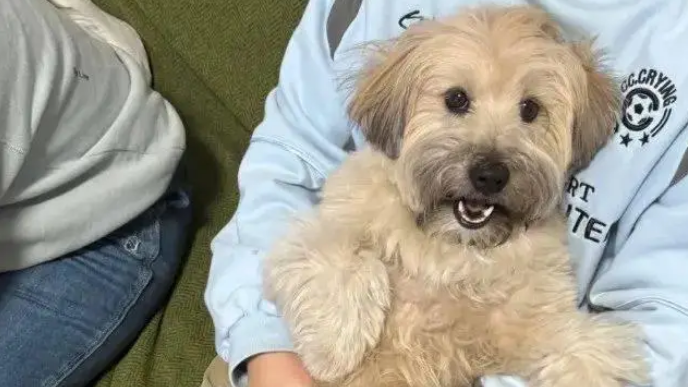 狗子喜欢坐在别人腿上看电视，这小姿势，谁见了都得拍两张！