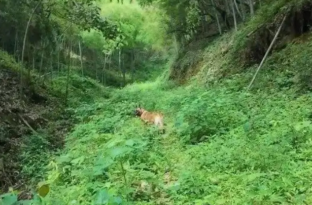神犬立功！62岁老人失踪十天，6岁“她”锁定踪迹