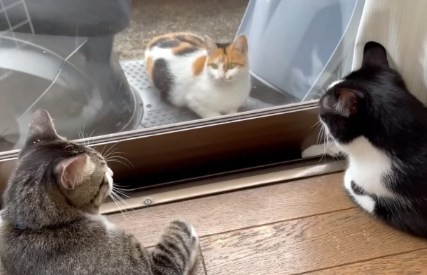 每天守在窗前的流浪猫，被宠物猫驱赶也不离开，它却不愿和人回家