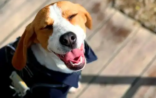 宠物行业情报：全球宠物市场规模突破3000亿美元