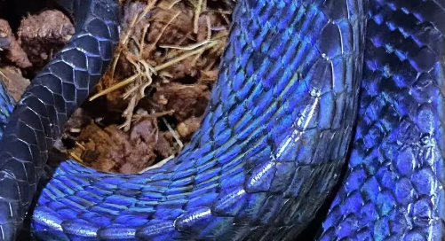 宠物蛇“出逃”误闯修车铺，消防员紧急抓捕