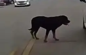 3岁女童遭狗群撕咬，已找到2只涉事狗的主人