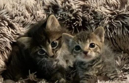 大猫去偷食物被抓，小猫咪隔着门着急的叫，最终都被收养