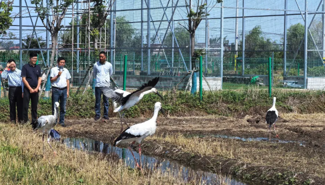 单批次最多，扬州6只被救助的东方白鹳回归自然