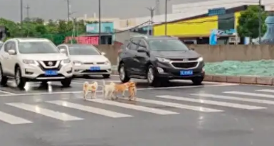 几只流浪狗过马路，私家车和公交车主动停下来让行，为你们点赞！