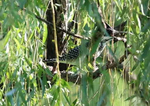 冠鱼狗现身山航院 刷新滨州市鸟类记录