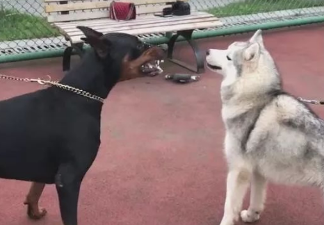 见到这狗二哈吵架都怂了，二哈：我看你敢咬我？ 