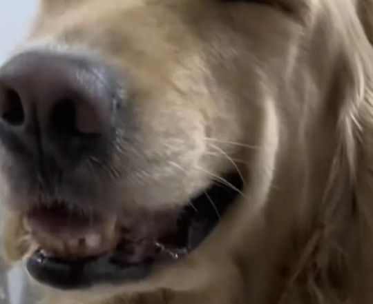 狗狗翻垃圾桶被抓包，嬉皮笑脸让主人立马消了气