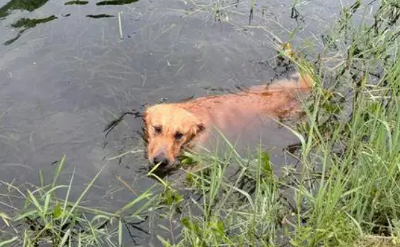 消防员救被困小狗，小狗成为新“团宠”