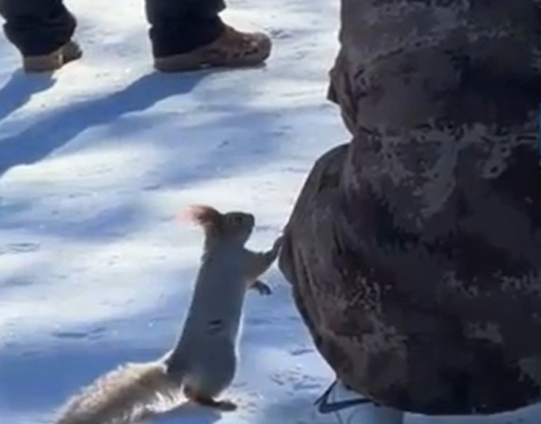 野生松鼠 "撒娇式" 互动游客成网红