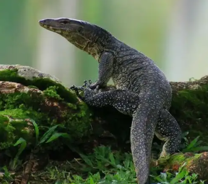 村民山中救回近一米长大蜥蜴，喂它猪肉还不吃