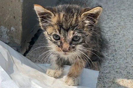 乱跑的小猫被人抱起，路人以为是在救猫，谁料对方竟把小猫扔下河