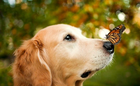 财迷小狗，钱只拿大的，不管钱藏在哪都能找出来，私房钱的终结者