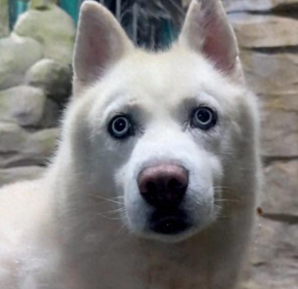 去参观海洋馆的北极狼，下班后它们被带出来散步！