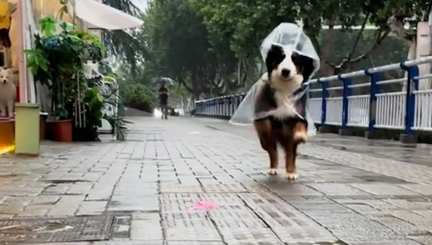 女子去狗咖找不到地方，老板派“店员”来接她