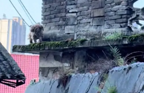 老人不知道是否还在了，狗狗仍替主人看守着家园！