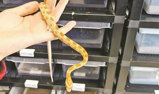 蛇年到宠物蛇卖得好，单价从几百元到上万元不等