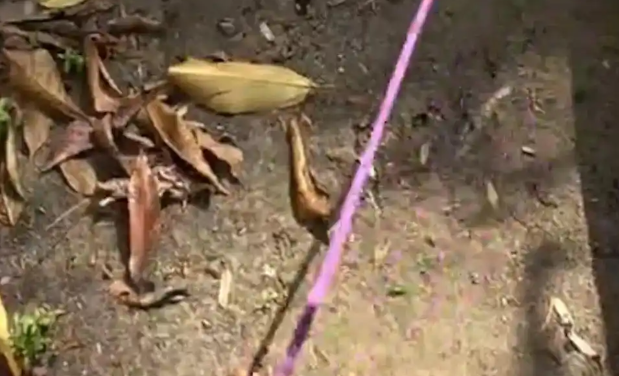 两家三条宠物狗打架 输者不服咬对方主人