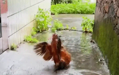 男子用芒果皮给公鸡做了一双鞋。网友：竹杖芒鞋轻胜马 