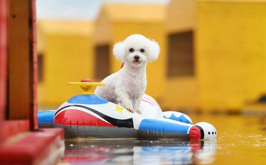 四季贵宾犬的双面人生：从宠儿到流浪者的真实自白