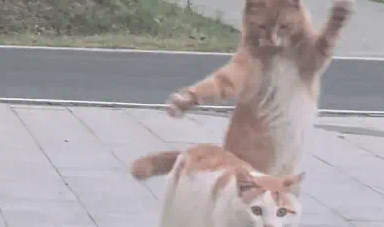猫咪突发奇想吓唬同伴，绕道背后纵身一跳