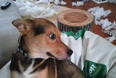 狗狗犯了错之后，自己默默走进笼子里，还吐舌头卖萌求主人原谅！ 