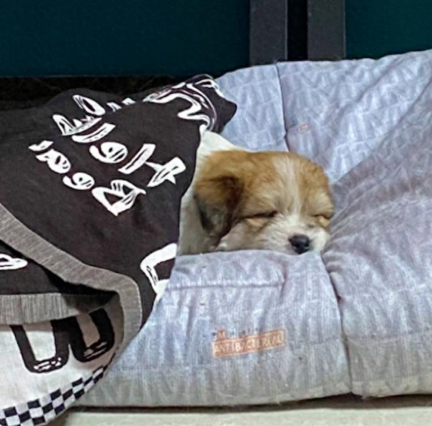 网约车将猫狗放密闭笼里，送到家时它们已经死了